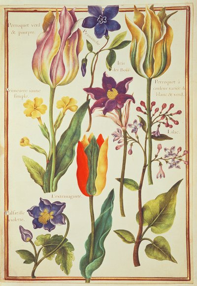 Flower Studies by Nicolas Robert